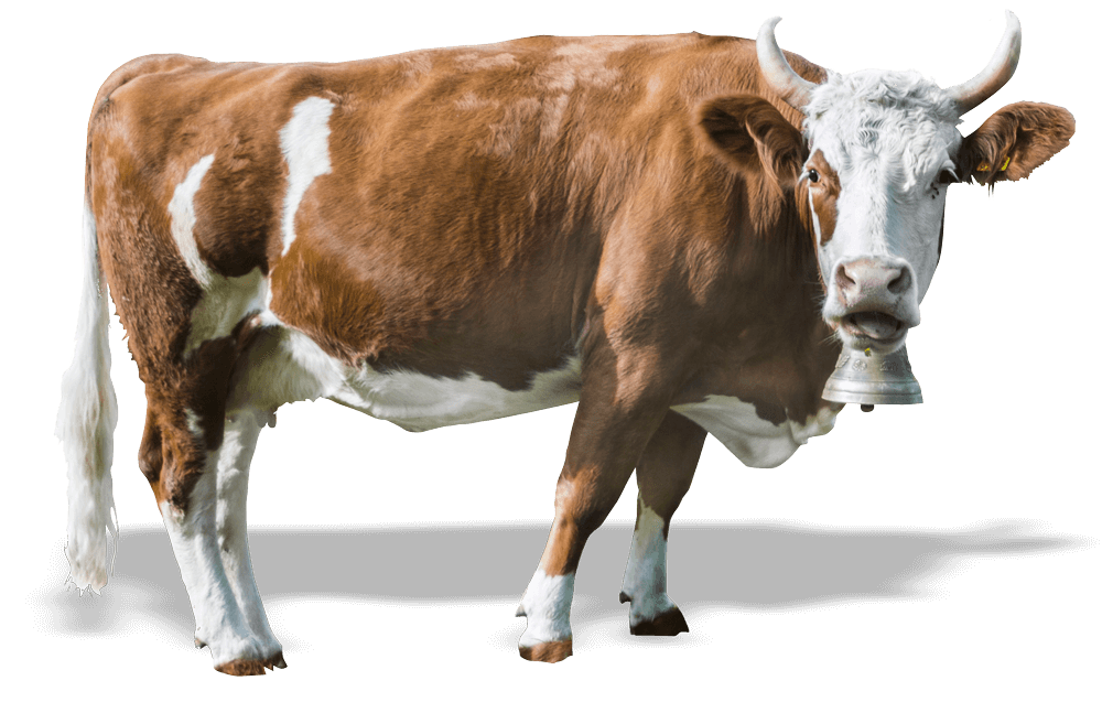 Cow image placeholder