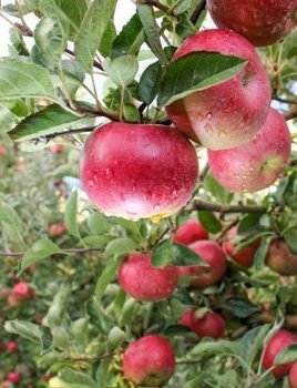 Apples image placeholder