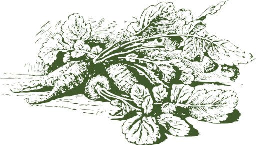 Vegetable illustration placeholder